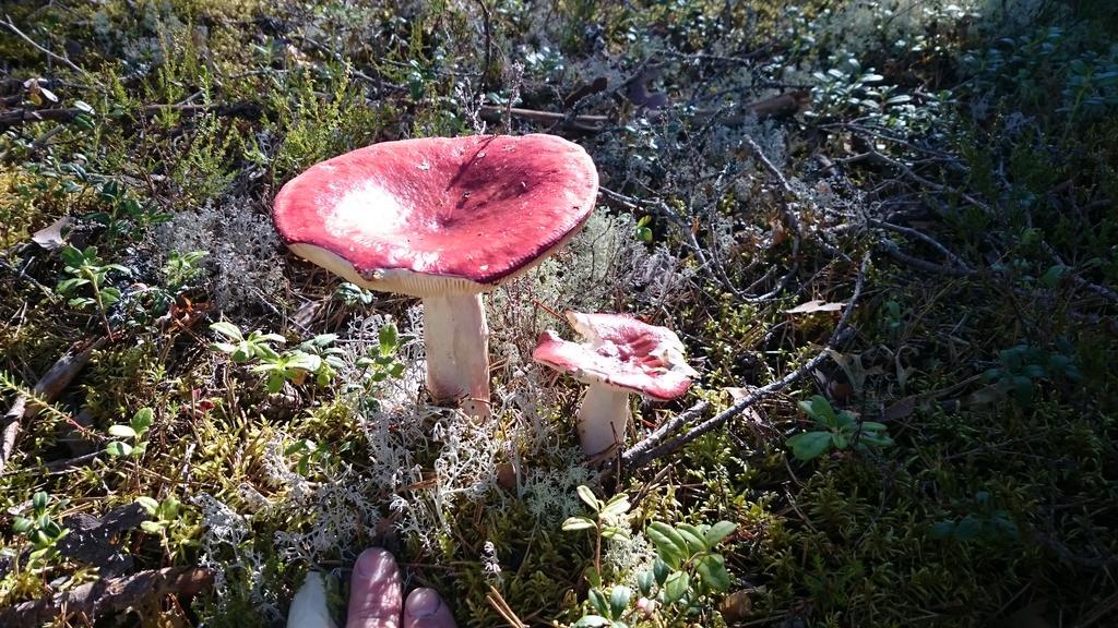 Вилла Vakantiehuis Lillstugan I Sverige Gustavsstrom Экстерьер фото